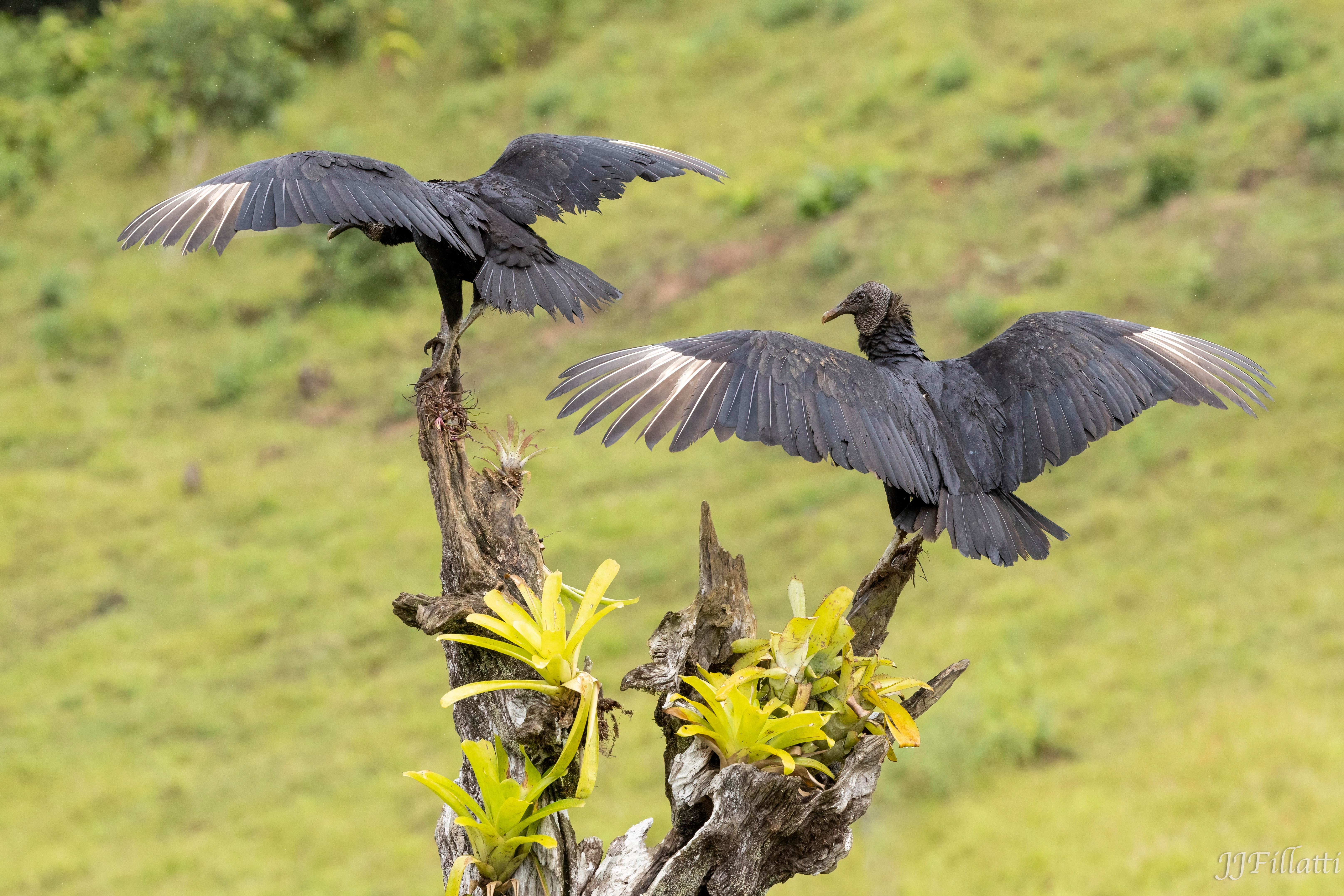 bird of Costa Rica image 35